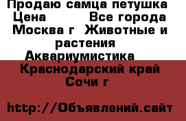 Продаю самца петушка › Цена ­ 700 - Все города, Москва г. Животные и растения » Аквариумистика   . Краснодарский край,Сочи г.